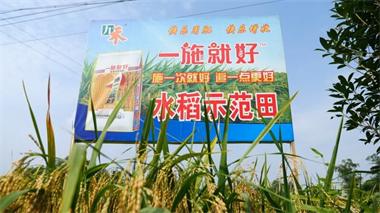 以诚为本赢在诚信9001九禾公司“一施就好”专用复合肥水稻试验示范喜获丰收